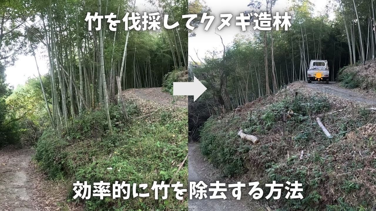 竹林の一角を皆伐してクヌギを植林する作業を解説するYouTube動画のサムネイル画像。