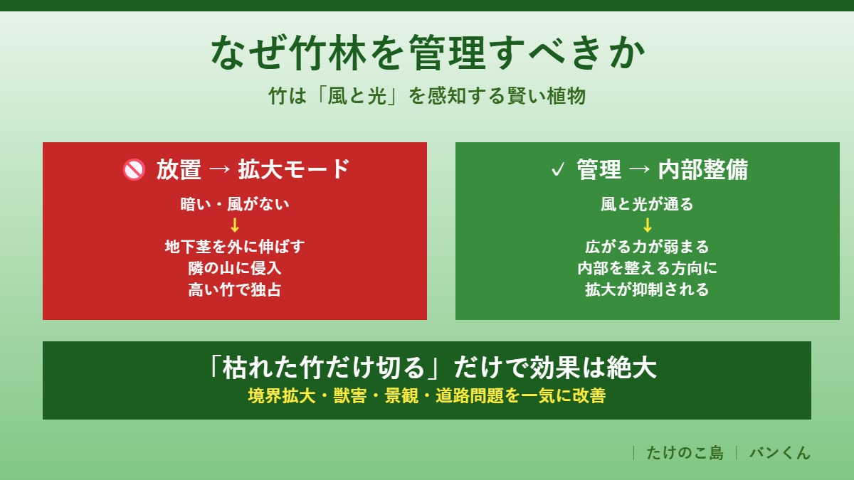 なぜ竹林は管理した方がいいのか