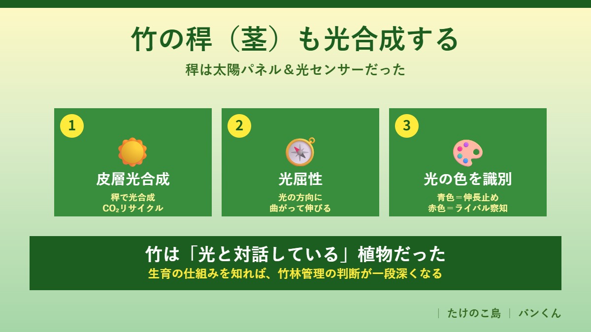 竹の稈の光合成と光感知の3つの仕組み