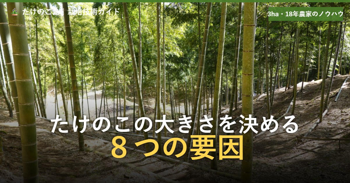 たけのこの大きさを決める８つの要因をタイトルとして重ねた竹林の写真。傾斜のある孟宗竹林で、整備されたたけのこ栽培現場のアイキャッチ画像。
