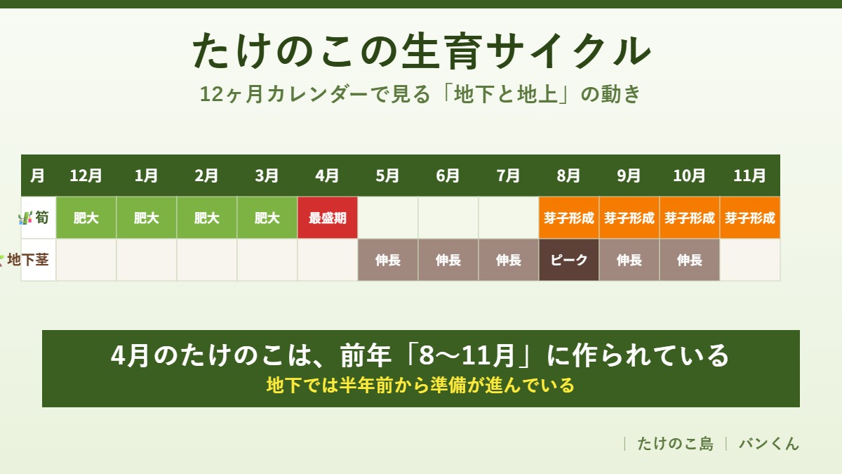 たけのこの生育サイクル　12ヶ月カレンダー