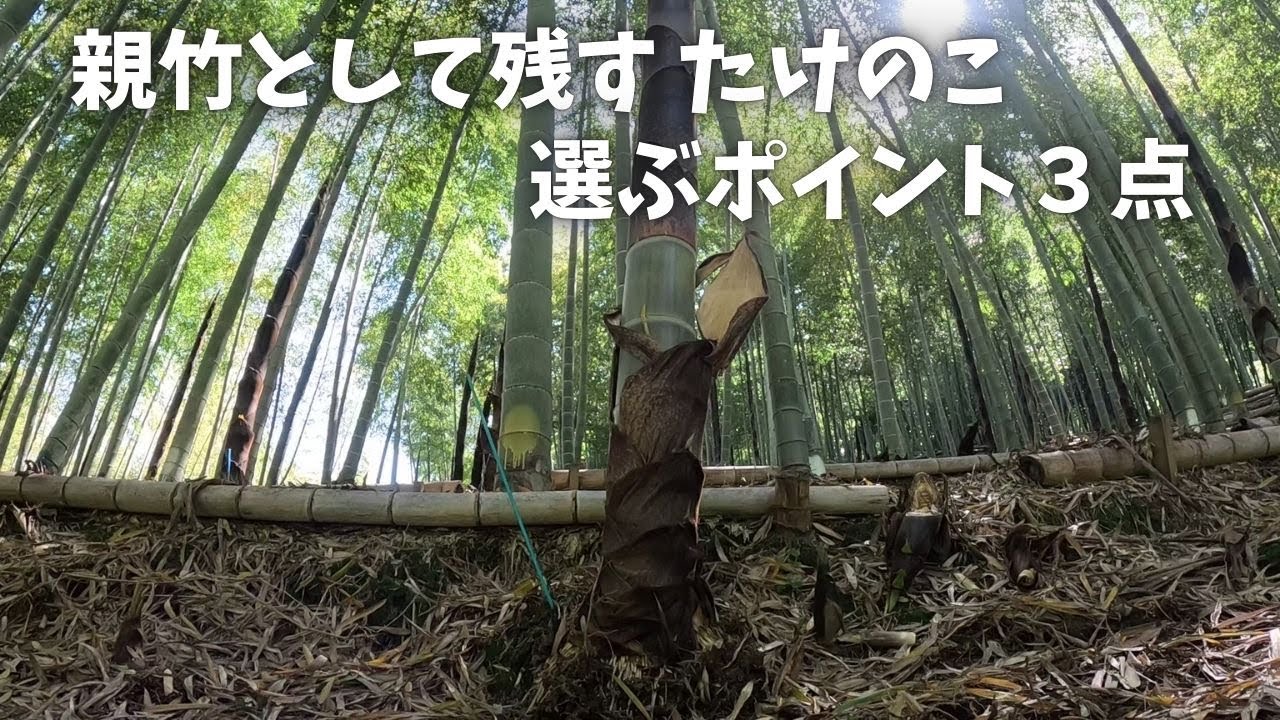 親竹（残すたけのこ）の選び方｜YouTube動画サムネ