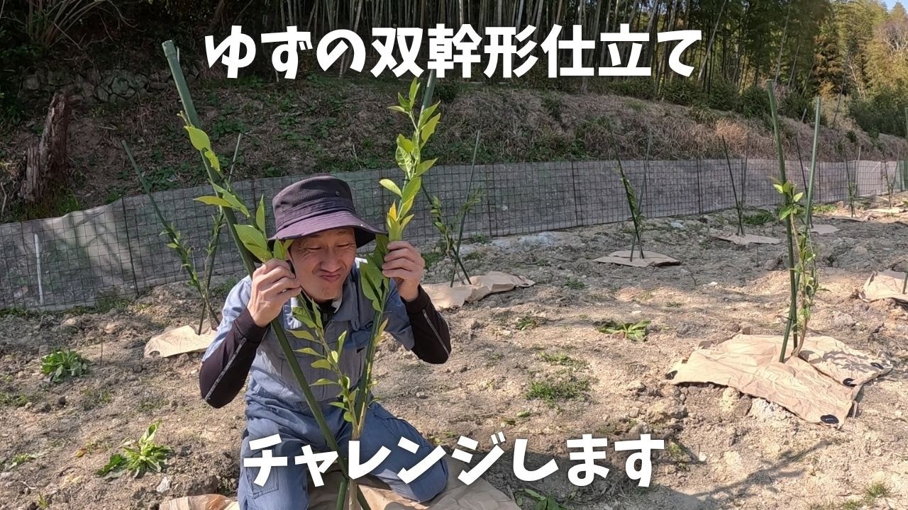 柚子（木頭柚子）を双幹形仕立てで植える作業を解説するYouTube動画のサムネイル画像。